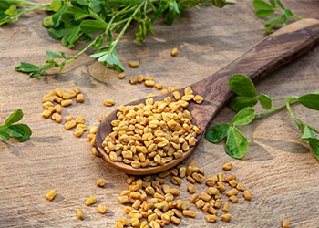 Fenugreek